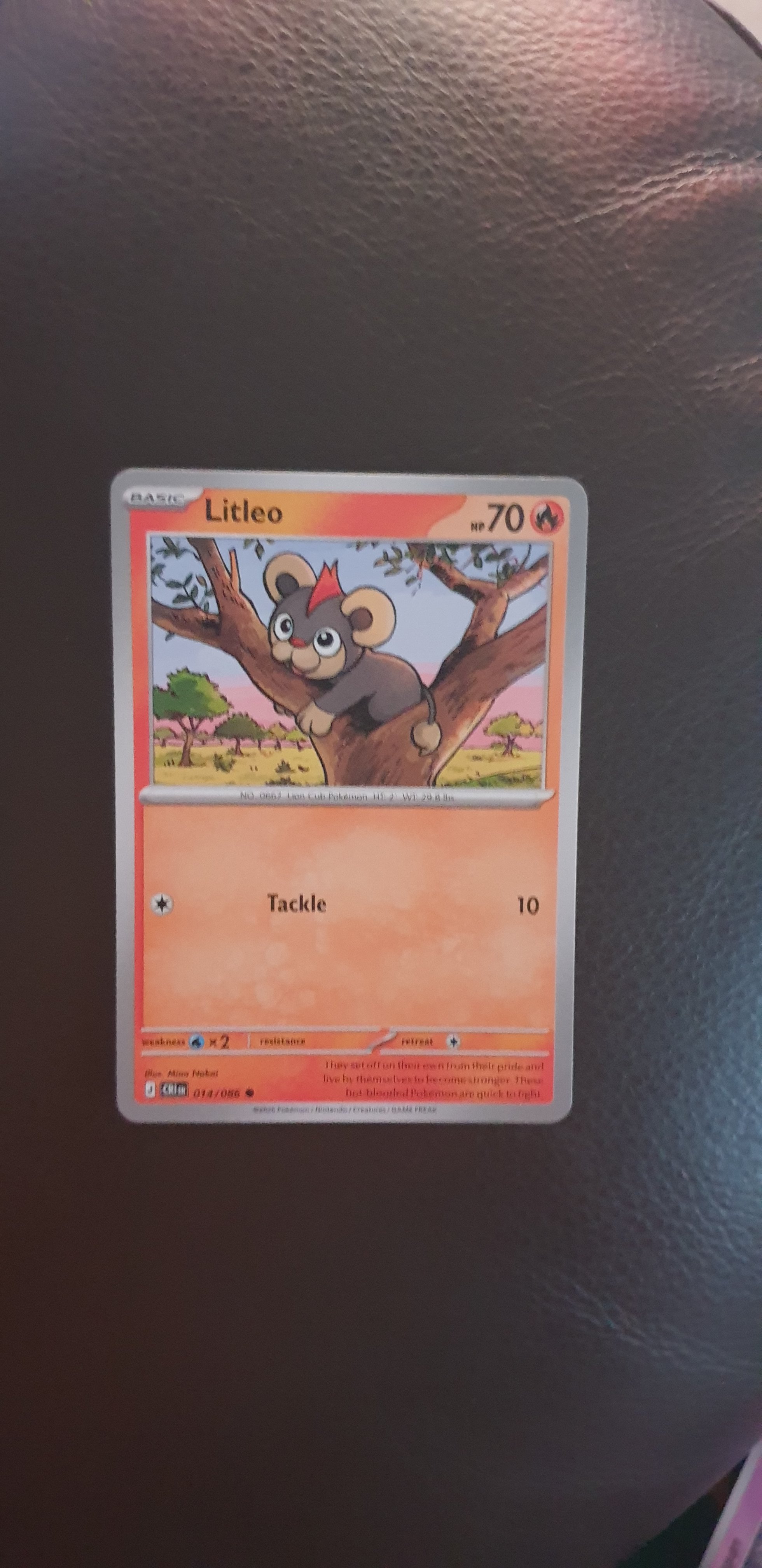 Litleo